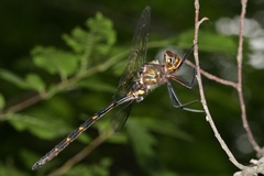 Somatochlora linearis