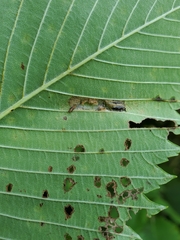 Phyllonorycter argentinotella