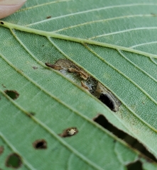 Phyllonorycter argentinotella