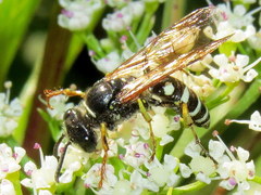 Aphilanthops frigidus