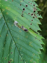 Phyllonorycter argentinotella