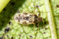 Monosteira unicostata