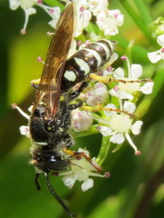 Aphilanthops frigidus