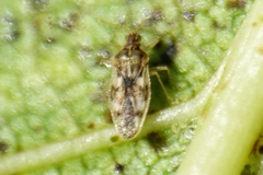 Monosteira unicostata
