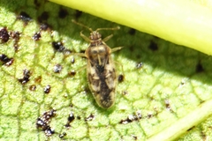 Monosteira unicostata