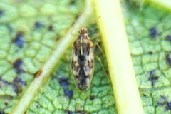 Monosteira unicostata