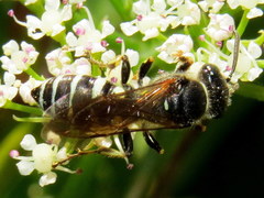 Aphilanthops frigidus