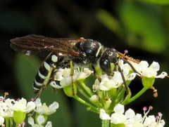 Aphilanthops frigidus