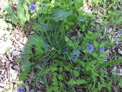 Sisyrinchium