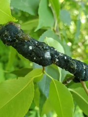 Trichothecium roseum