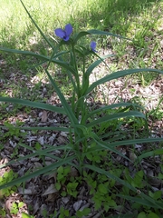 Tradescantia ohiensis