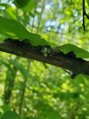 Trichothecium roseum