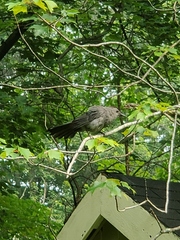 Dumetella carolinensis