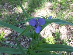 Tradescantia ohiensis