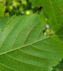 Caloptilia ostryaeella