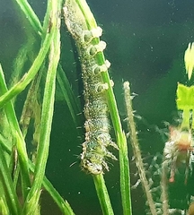 Melanchra persicariae