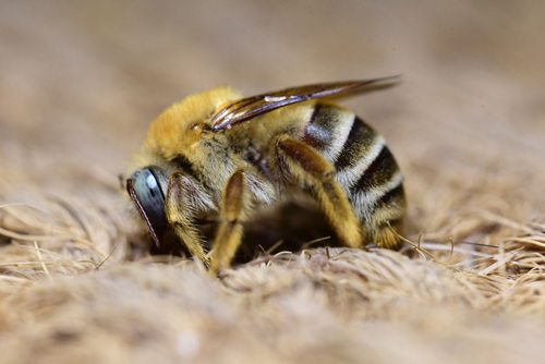 Olivier's Ground-Carpenter (Xylocopa olivieri) · iNaturalist