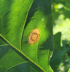 Phyllonorycter basistrigella
