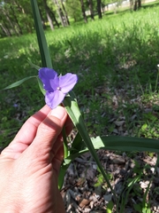 Tradescantia ohiensis