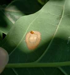 Phyllonorycter basistrigella