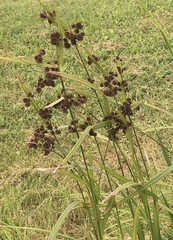 Scirpus atrovirens