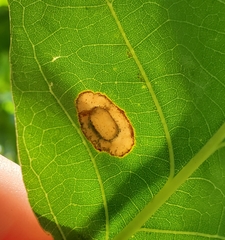 Phyllonorycter basistrigella