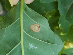 Phyllonorycter basistrigella