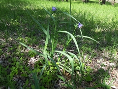 Tradescantia ohiensis