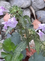 Galeopsis angustifolia