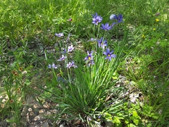 Sisyrinchium
