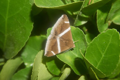 Bastilla arctotaenia