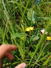 Lysimachia quadriflora