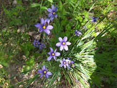 Sisyrinchium