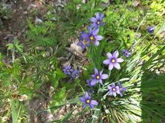 Sisyrinchium