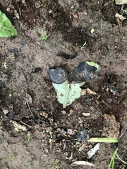 Ventridens collisella