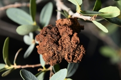 Andricus montezumus