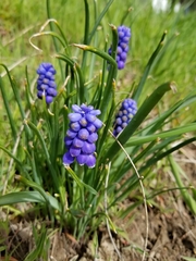 Muscari botryoides
