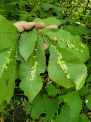 Caryomyia ansericollum