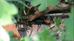 Castianeira descripta