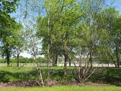 Salix nigra