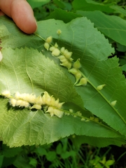 Caryomyia ansericollum