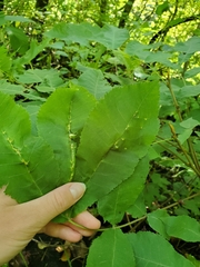 Caryomyia ansericollum