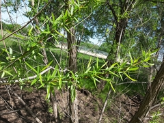 Salix nigra