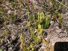 Diphasiastrum sitchense