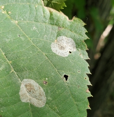 Phyllonorycter tiliacella