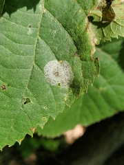 Phyllonorycter tiliacella