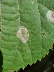 Phyllonorycter tiliacella