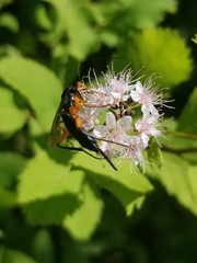 Pimpla pedalis