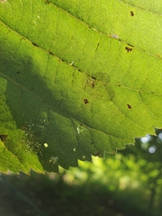 Phyllonorycter tiliacella