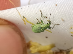 Polydrusus planifrons